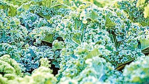 Grünkohl ist lecker und überaus gesund