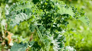 Grünkohl selbst anbauen