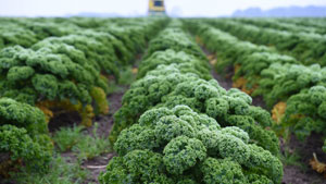 Grünkohl oder Braunkohl?