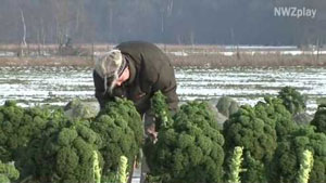 Grünkohl-Ernte auf dem Eytje-Hof