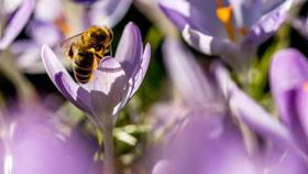 Wie viele Quadratmeter stellen Sie Insekten zur Verfügung?