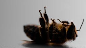 Was steckt hinter dem Bienensterben?