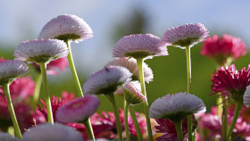 Diese Pflanzen sind besonders insektenfreundlich (Teil 2)