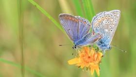 Wir machen das Oldenburger Land wieder fit für Insekten