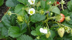 Vor der Erdbeerernte kommt die Pflege