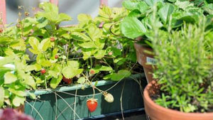 Tipps zum Anbau von Erdbeeren im Beet und Kübel