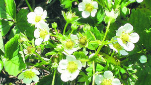 Während der Blütezeit: Erdbeeren brauchen besondere Pflege