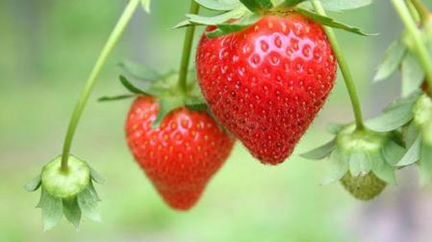 Die eigene Erdbeer-Zucht: Sechs Fakten für Hobbygärtner