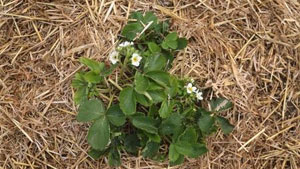 Erdbeeren mit Stroh vor Kahlfrost schützen
