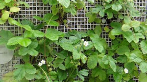 Erdbeeren auf kleinstem Raum