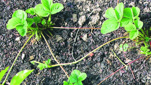 Schon im August nächste Ernte vorbereiten