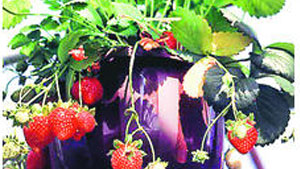 Auch Erdbeeren können klettern