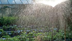 Garten Tipps und Ideen | NWZonline